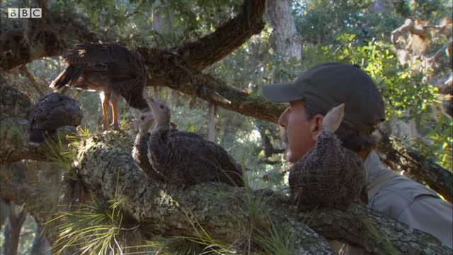 Learning to Speak Turkey | BBC Earth