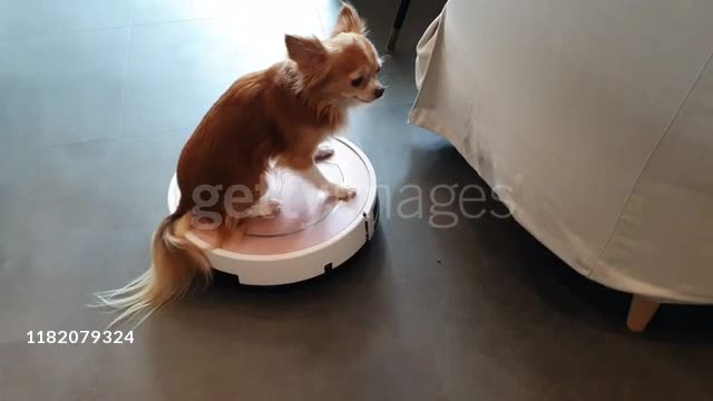 Dog Playing On Robot Vacuum Cleaner