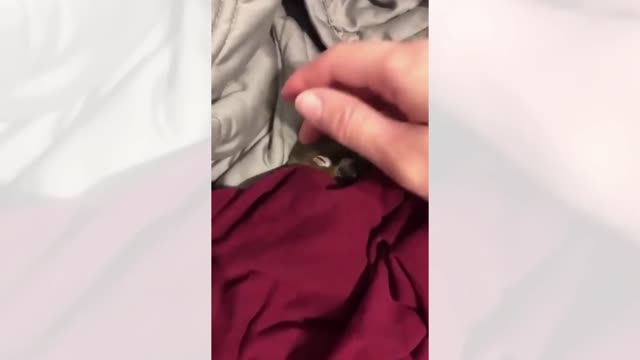 Bird Won't Sleep Unless Someone Tuck Her In