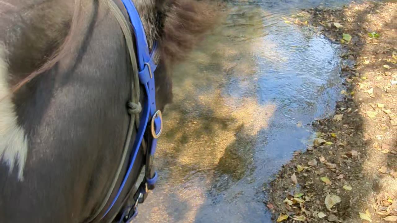 Justice fording the creek along Maute Road - 11 Oct 2024