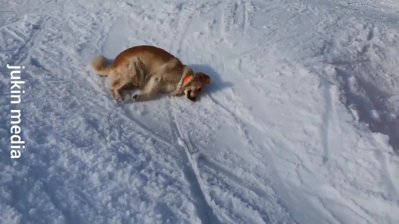 Enjoy a dog sliding down a hill