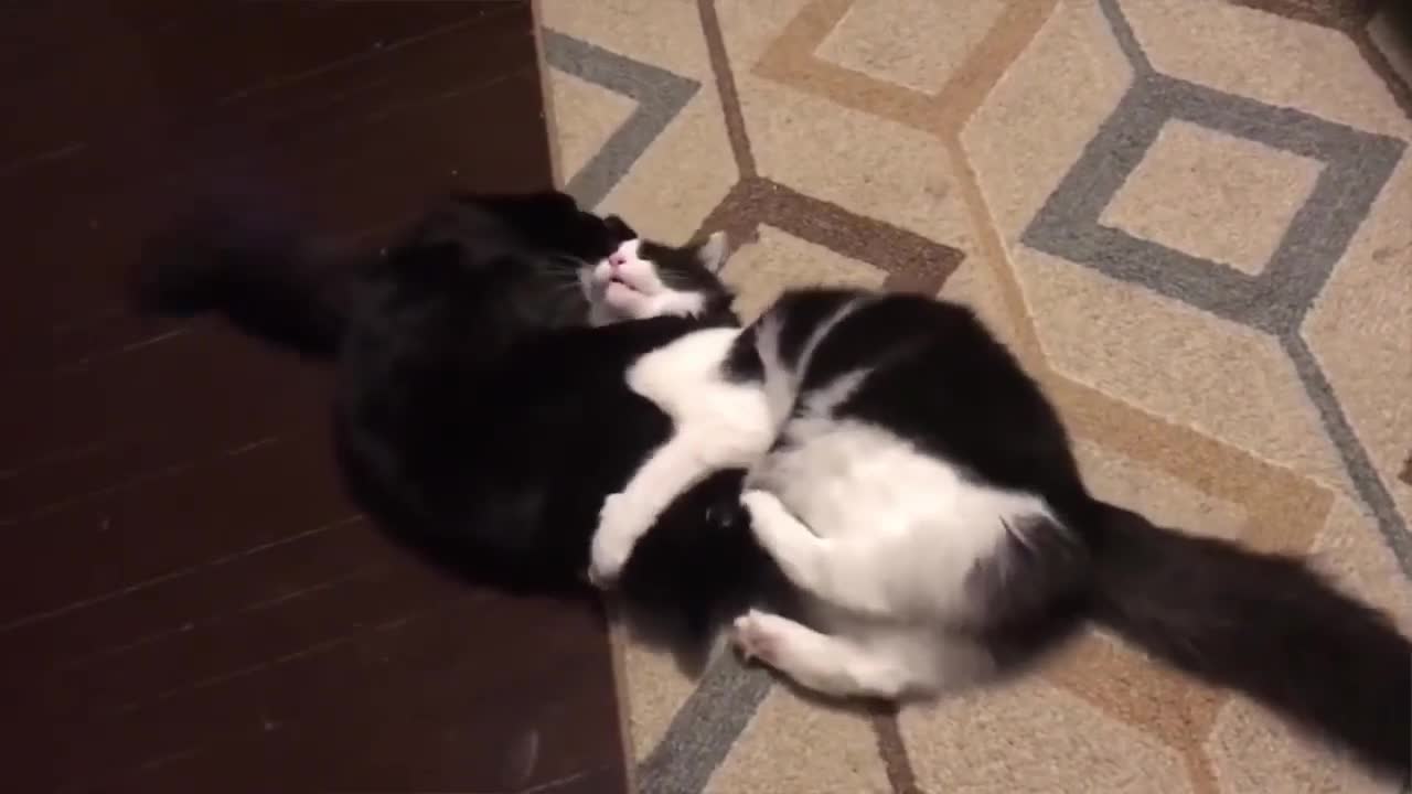 Super cool cats