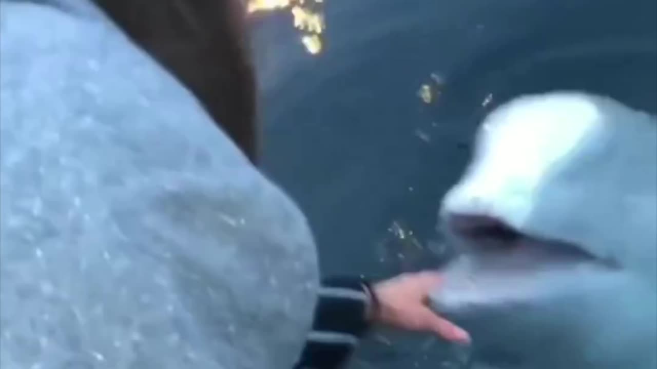 Beluga whale finds her phone!! 💦📱