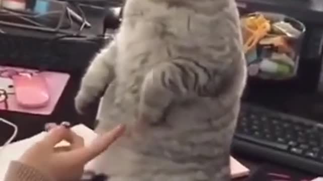 Cute cat standing😂 best cute $ Funny cat videos