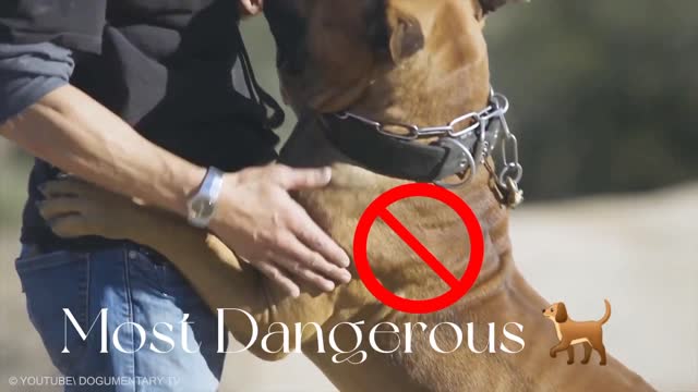 World's dangerous dogs