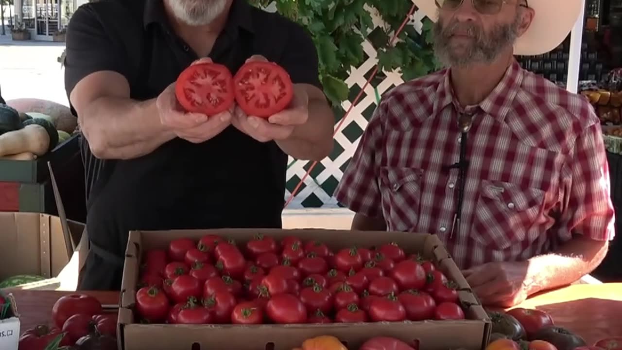 Summer Tomatoes Part 5