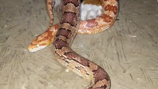 Pit Bull with Corn Snakes