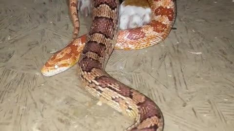 Pit Bull with Corn Snakes