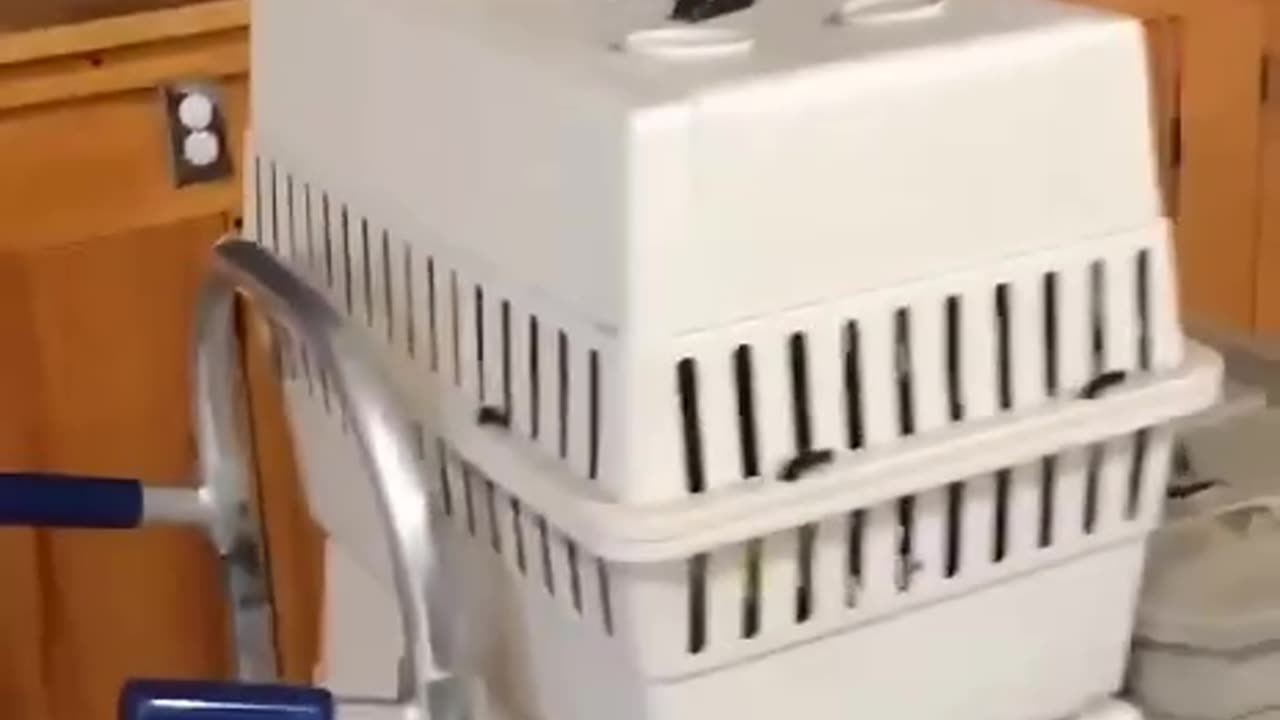 THIS PARROT CRIES 🤣LIKE A BABY!