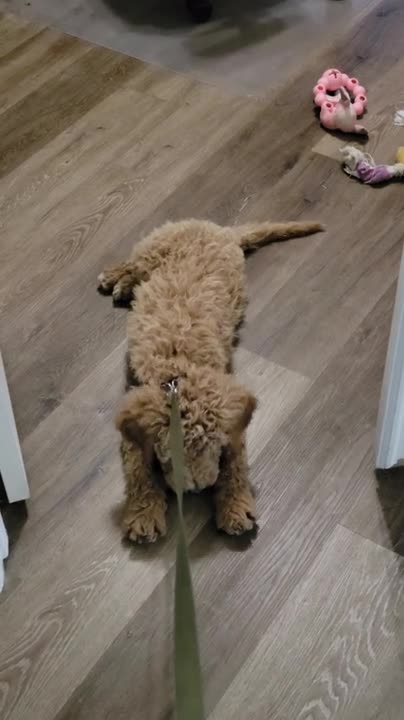 Teddy is a tired puppy.