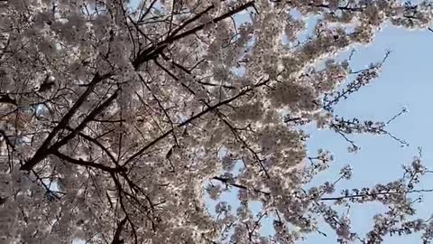 Cherry Blossoms on Spring Day