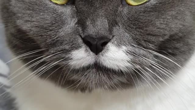 Sitting cat