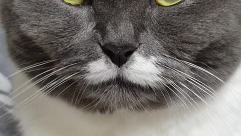 Sitting cat