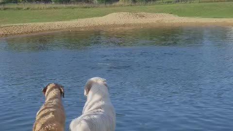 Dogs