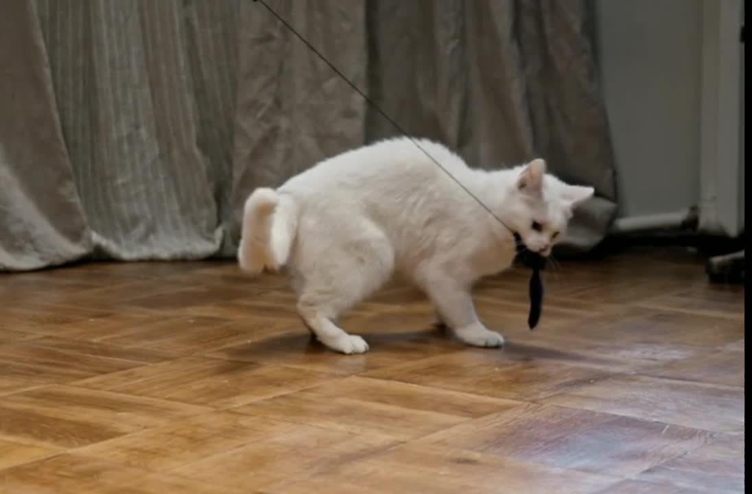Cat playing with two little girl/ cat video/ Beautiful cat /cat playing