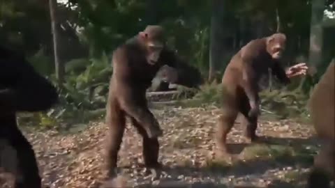 MONKEY DANCE ! FUNNY VIDEO !!!!