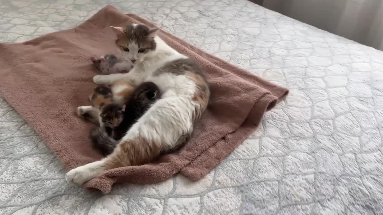 German Shepherd Puppy Meets Mom Cat with Newborn Kittens for the First Time