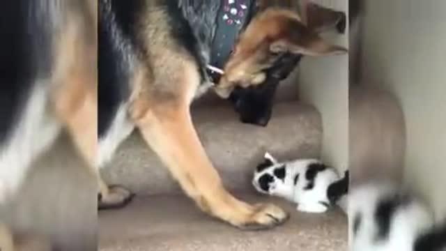 Dog carries kitten up the stairs