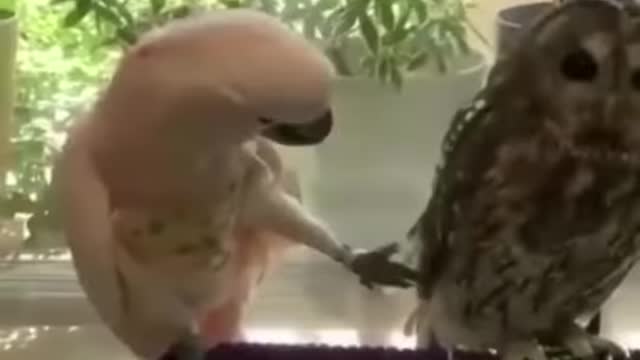 Title:Best Funny Animal Videos of the year (2021)_ funniest animals ever. relax with cute animals