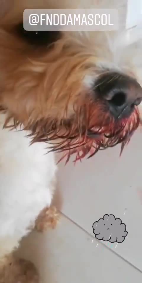 Cuatro perritos fueron envenenados en Bucaramanga