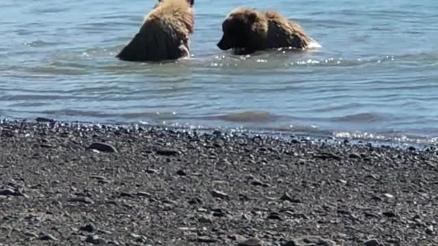 Two bears playing and fighting in a lake