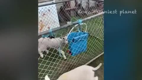 Funny Dogs And Cats Videos 2024 😅 - Best Funniest Animal Videos Of The week