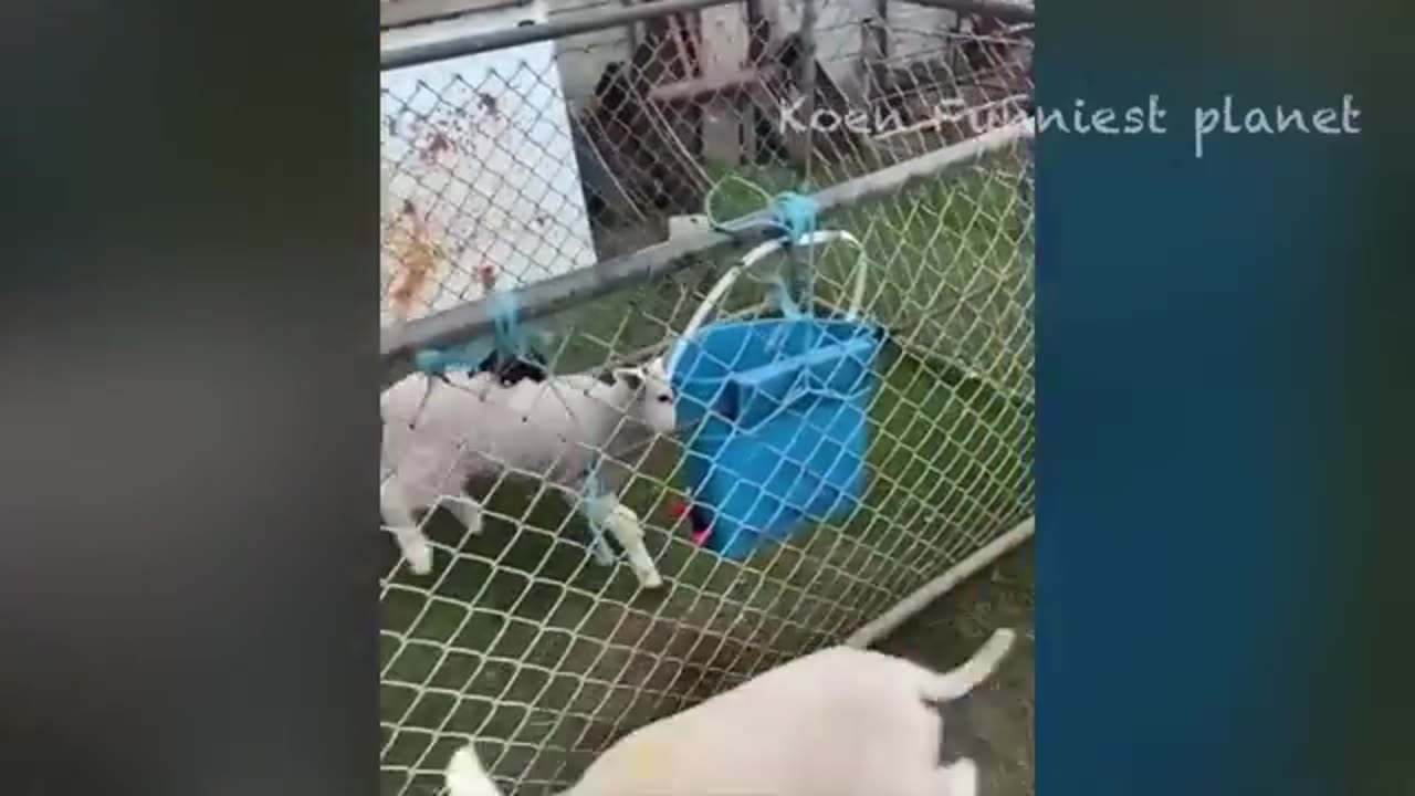 Funny Dogs And Cats Videos 2024 😅 - Best Funniest Animal Videos Of The week