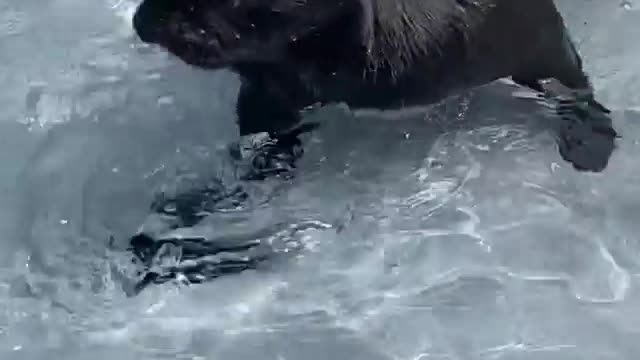 PUG TRYS SWIMMING FIR FIRST TIME 🐕