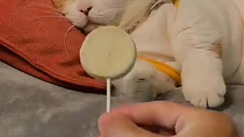 Foodie cat ......