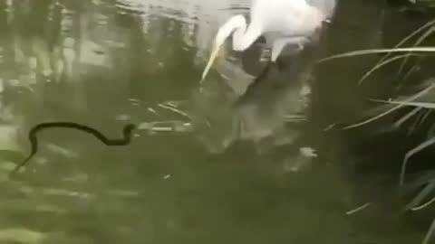Wildlife in closer view with a natural perspective.