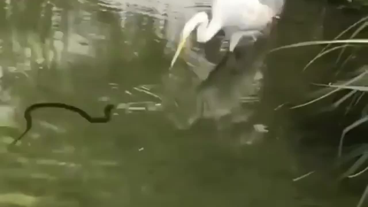 Wildlife in closer view with a natural perspective.