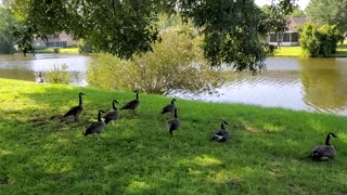 The Geese came back.