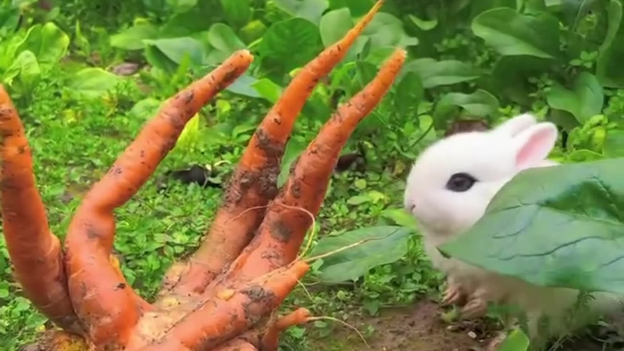 Cutest thing you’ll see today! 😍 favorites?