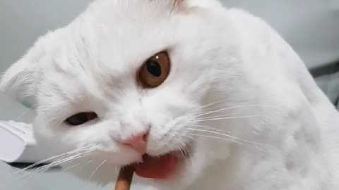 Cute cat is eating a snack -1