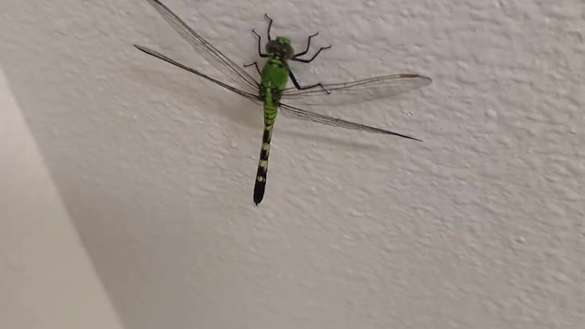 Dragonfly on wall