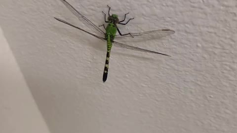 Dragonfly on wall