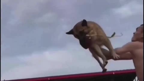 Athlete Dog vs. Scaredy Dog! 🐕🏆😅