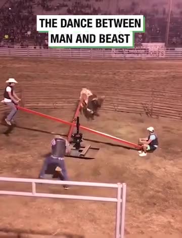 Seesawing while dodging a bull