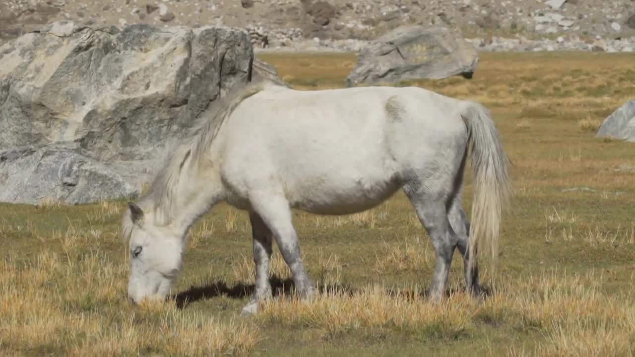 Wild White Horse Horses eating grass in The Himalayas Ladakh India