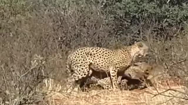 I don't understand what the 3 Cheetahs are doing ?