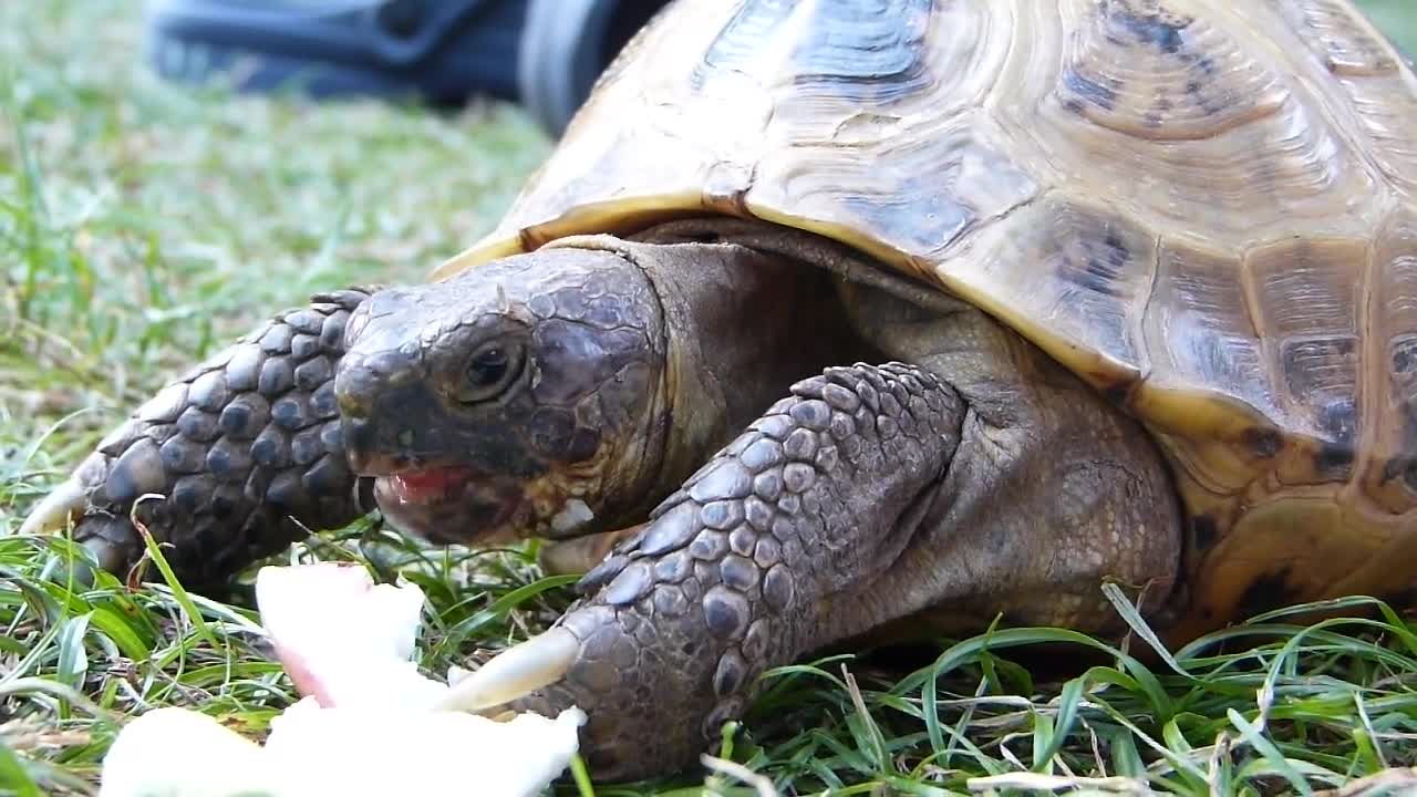 trutle is hungry