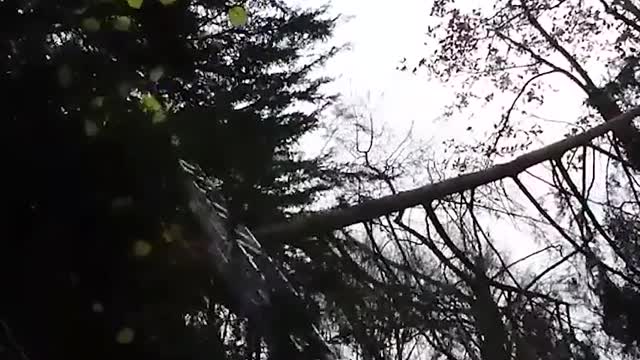 Humans vs Trees