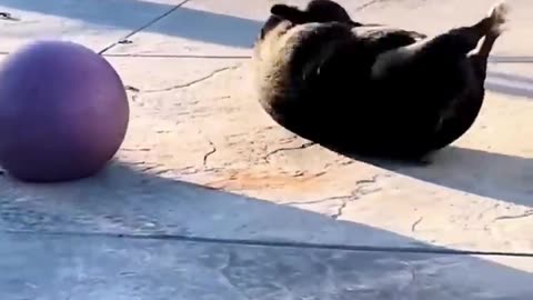 Funny Cats