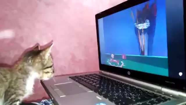 #funny cat watch cartoon #cat video