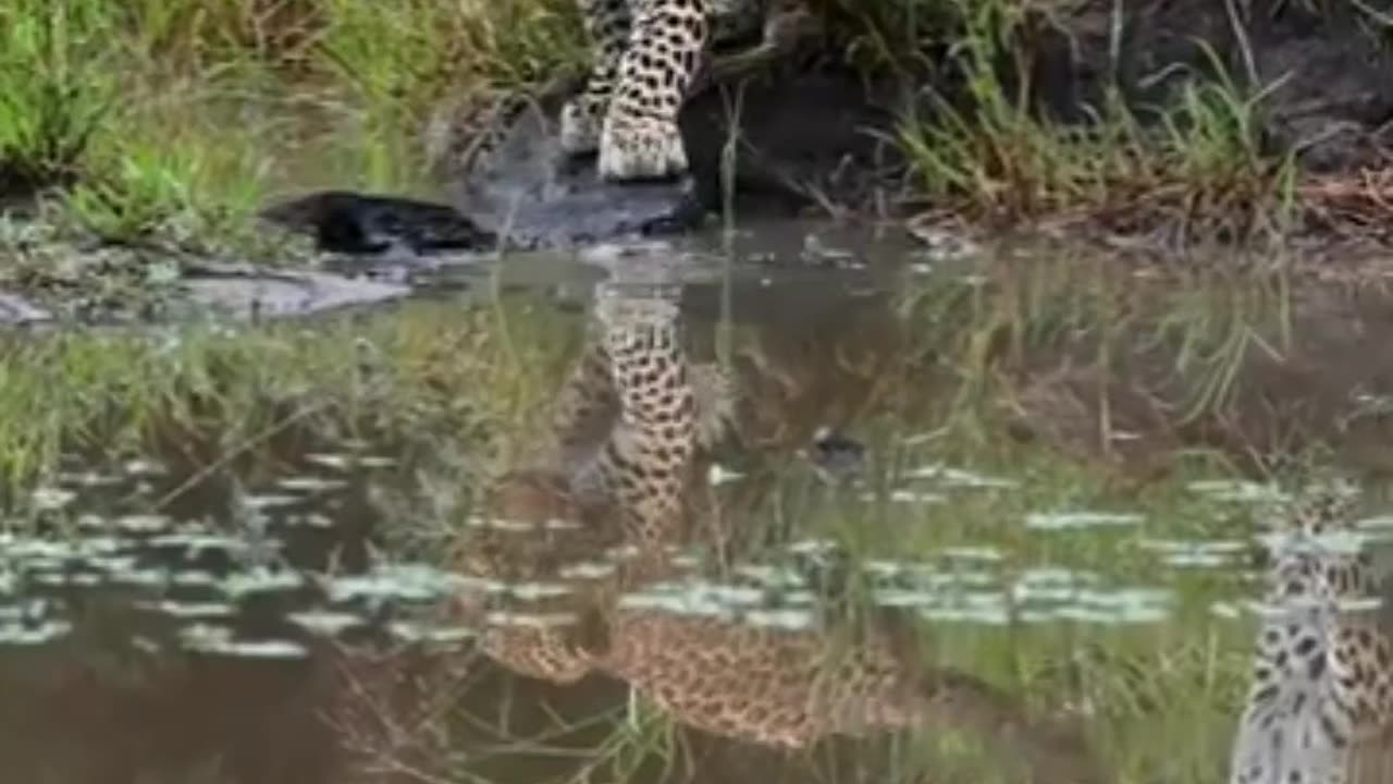 Curious Leopard Vs Log In Water Too Funny