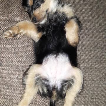 phone ringing unexpectedly interrupted sleep