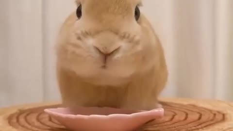 Funny rabbit