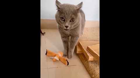 Cute cat funny sounds