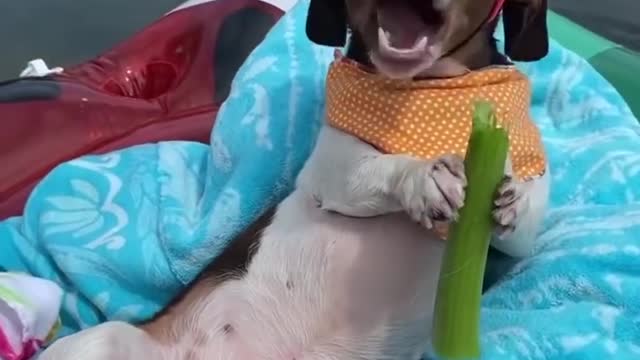 Funniest Cats and Dogs 🐱🐶 Part 04