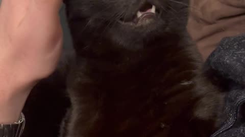 Black Cat Finds Bliss In Head Scratches